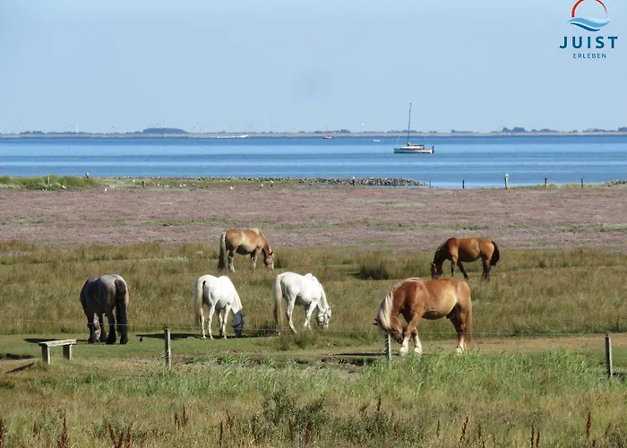 Haus Treibgut 235 - 5 于斯德